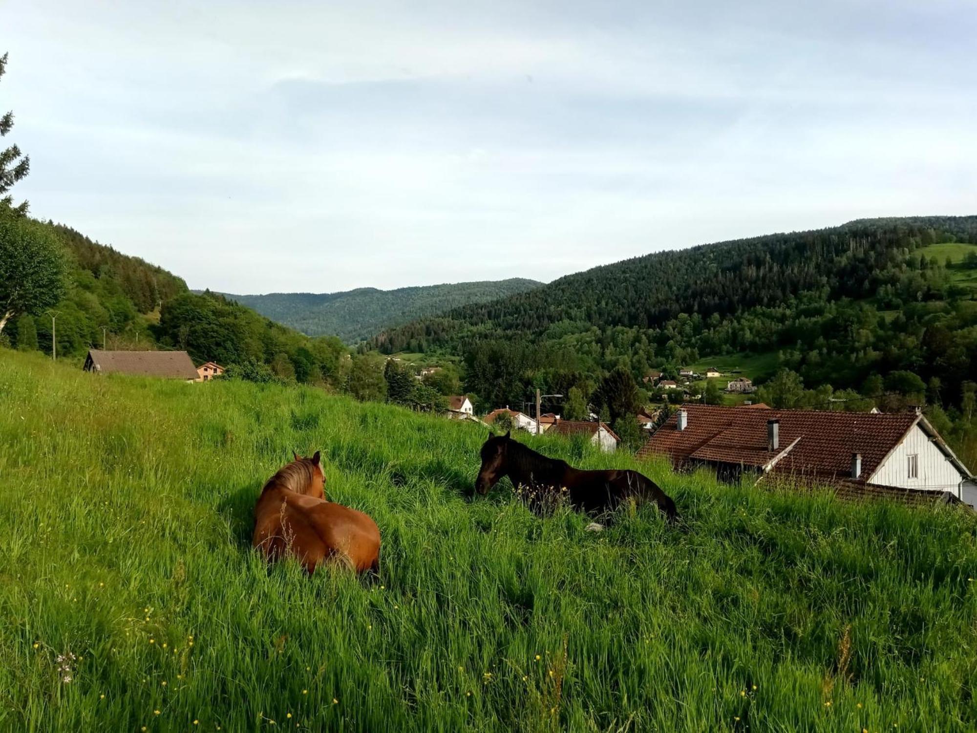 Gite De Famille Dans Les Vosges 莫河畔圣莫利斯 外观 照片
